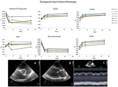 Acute Effects of Pimobendan on Cardiac Function in Dogs With Tachycardia Induced Dilated Cardiomyopathy: A Randomized, Placebo-Controlled, Crossover Study